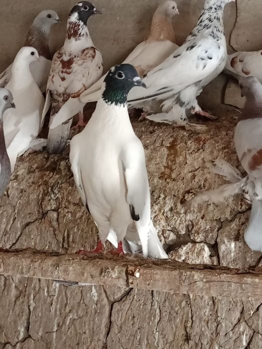 Продаются голуби