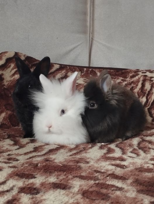 Iepurași pufoși mici și mari