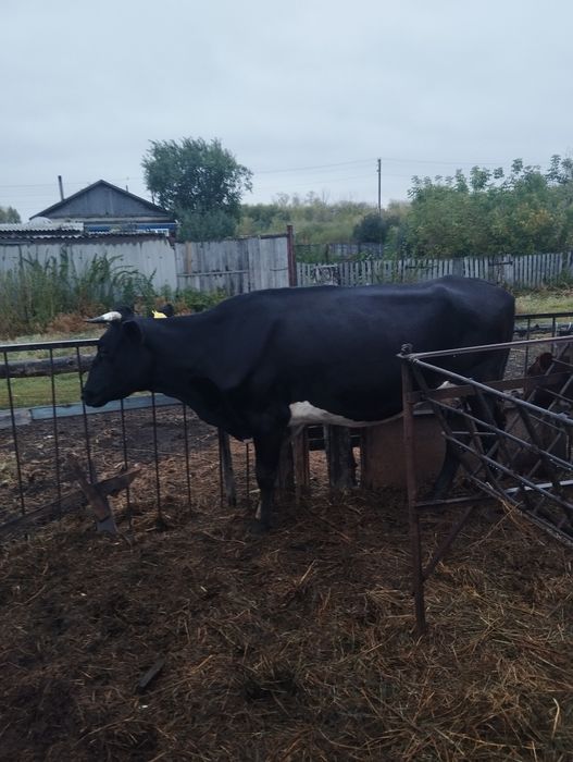 Продам 2 дойных коров