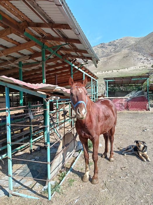 Продам жеребца скакуна