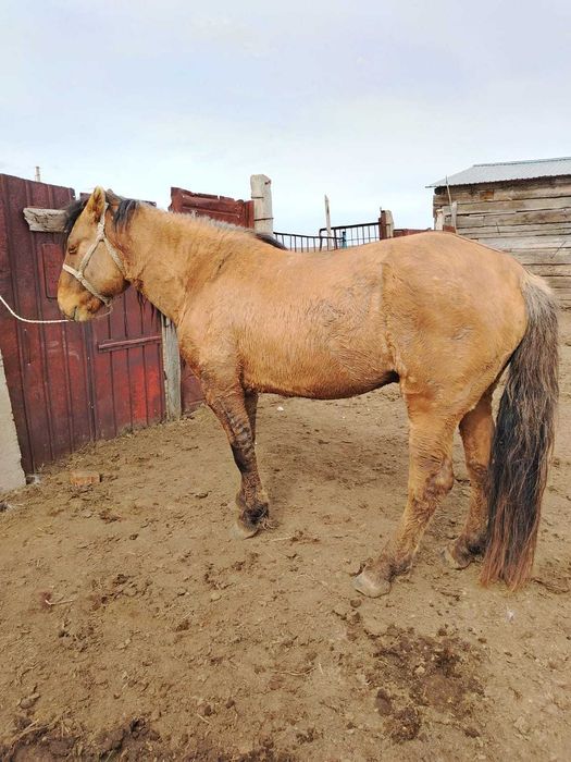 продаю жеребца, айғыр сатылады