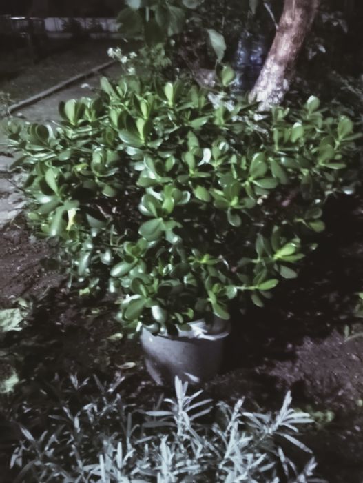 Planta de jad (Crassula Ovata)