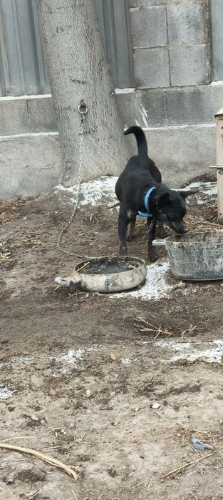 Собака German Shepherd