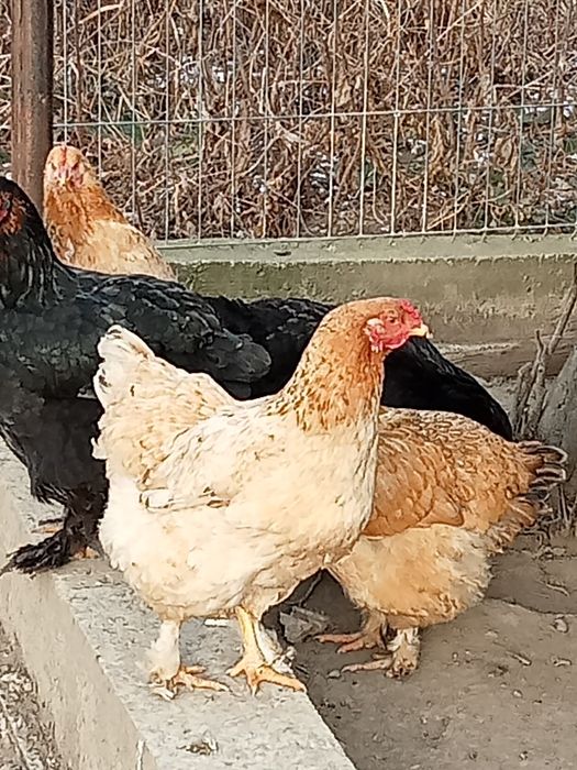 Găini frumoase de curte