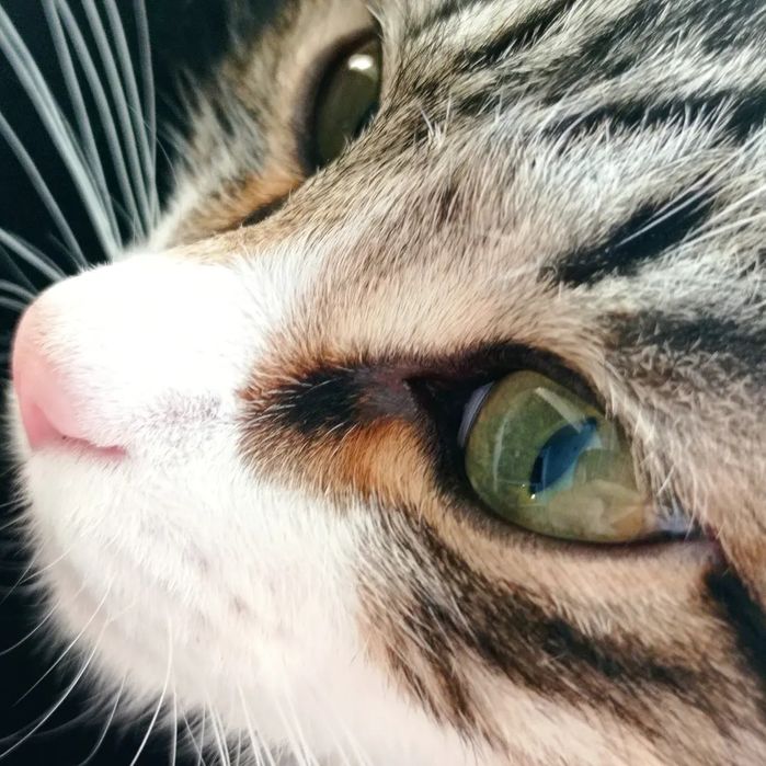 Очень красивый котенок