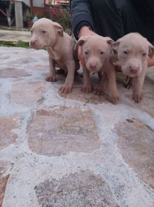 Питбул, капучино, промо цена 300лв