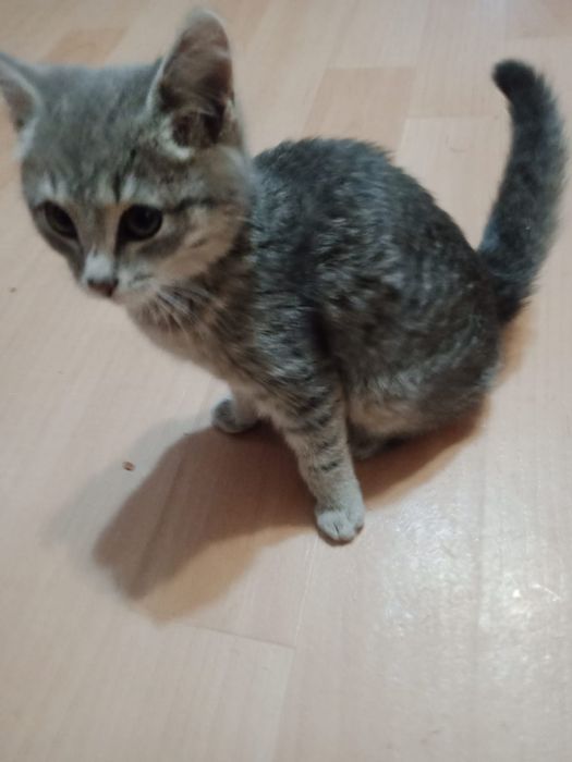 Котёнок девочка в добрые ручки