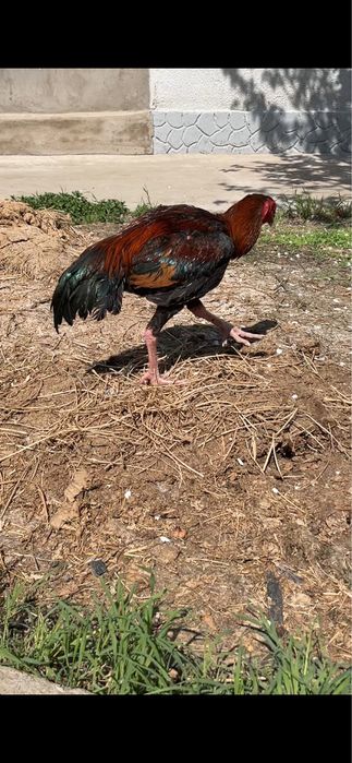 Сентябрскии петушок продаётся