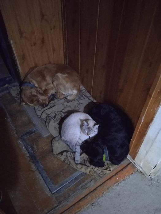 Английский кокер спаниель