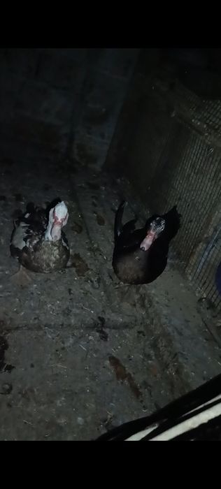Индоутки продам срочно