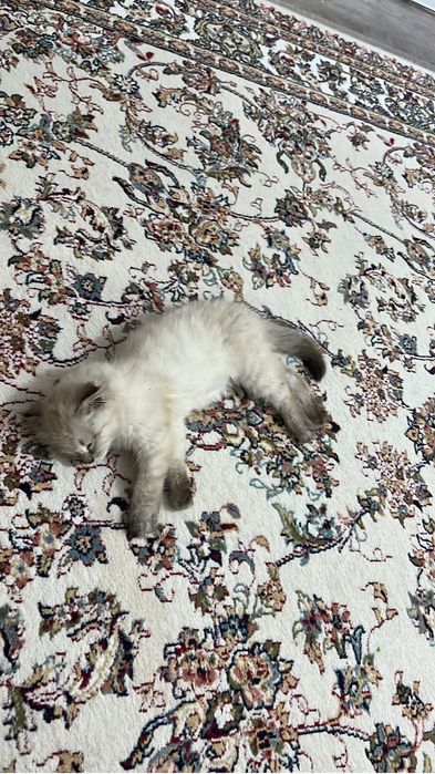 Отдам котенка в добрые руки
