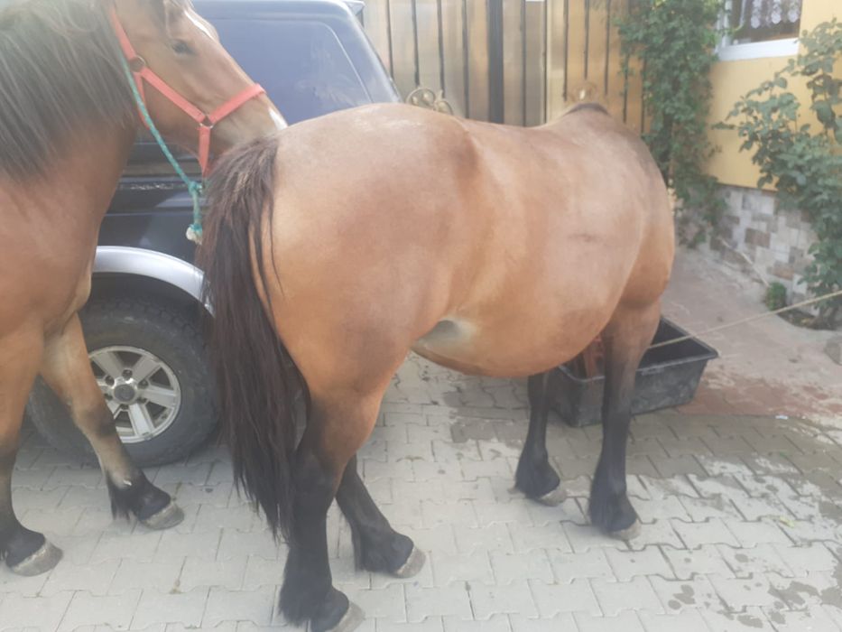 Vând o iapă gestantă  și o mânză