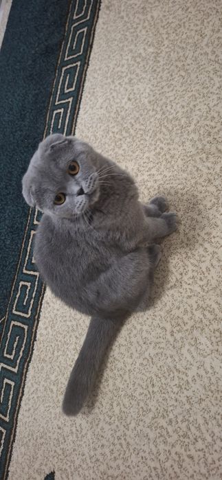 Продам кошку вислоухи