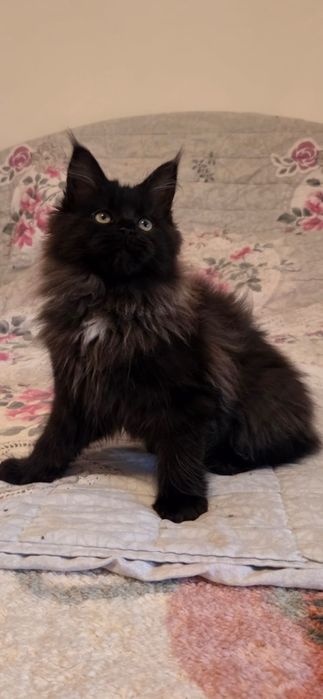 Motanel Maine Coon XXL