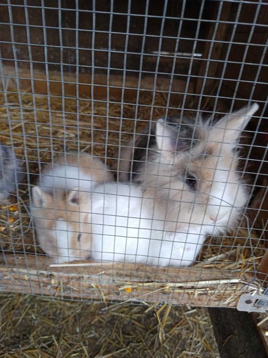 Iepurași cap de leu