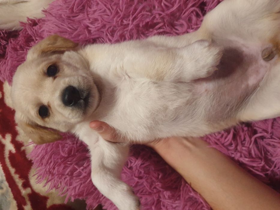 Отдаём щенков в хорошие руки бесплатно