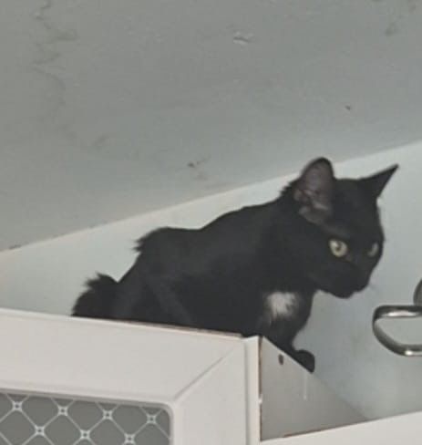 Отдам добрые руки