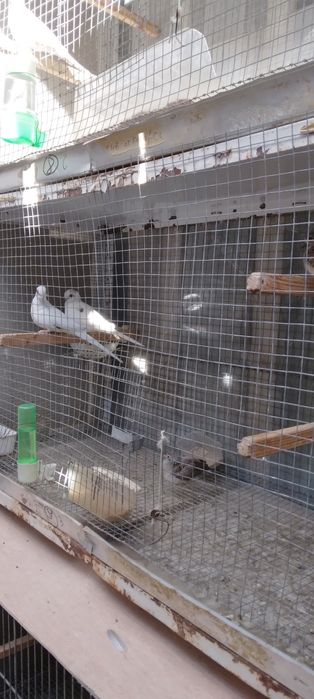 Диамантени гугутки