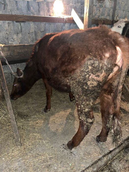 Продается первотелко