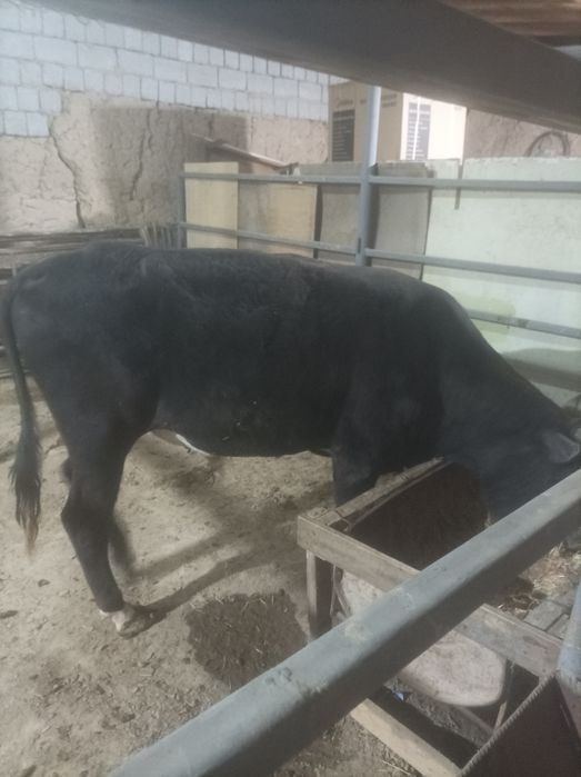 Buqachala sotiladi  soni 3 ta