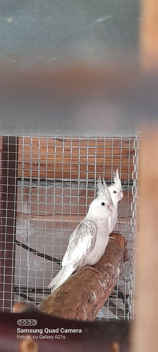 Vind papagali nimfe