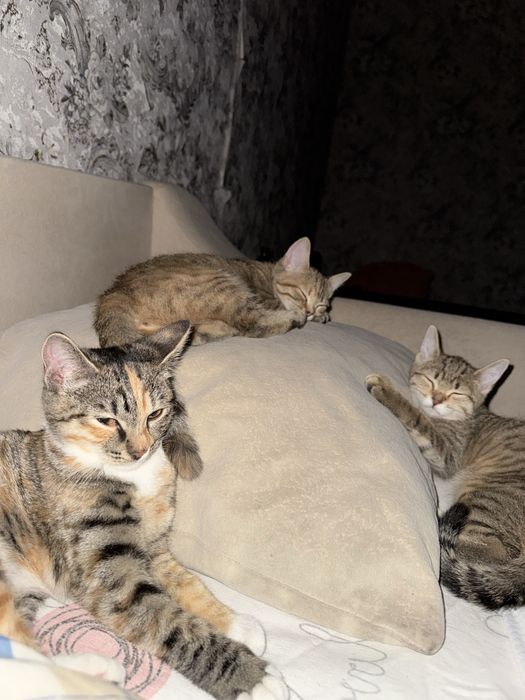 Отдадим кошек девочек в хорошие рукиии!