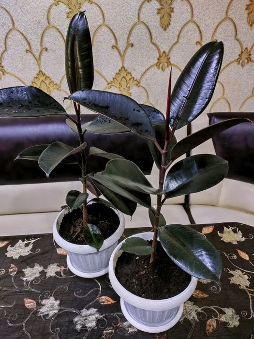 Комнатные растения. Доставка.