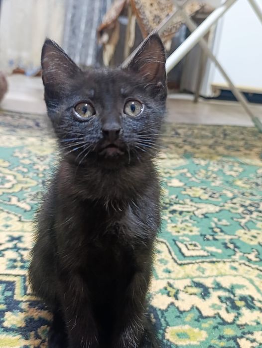 Отдам в добрые руки котят