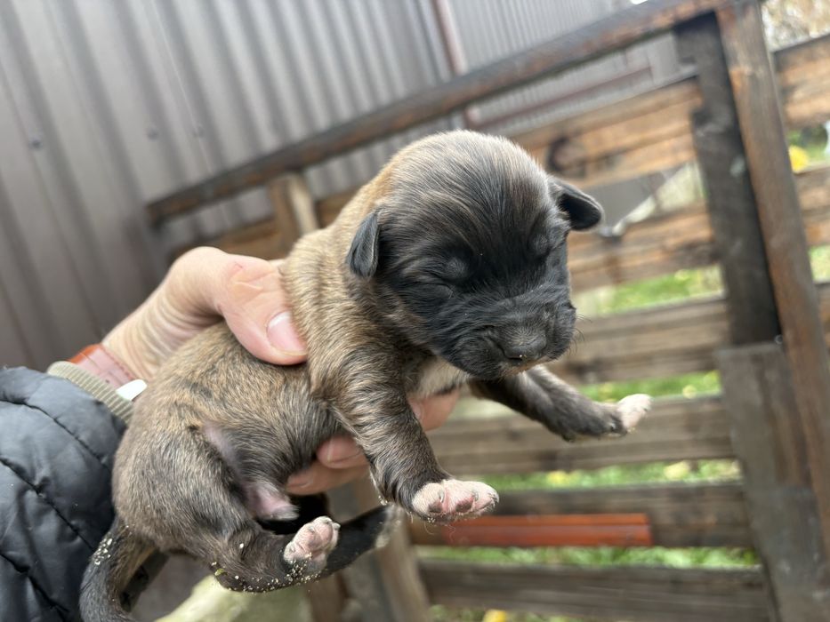 Cautam familii iubitoare pentru 6 catelusi Schnauzer german pitic