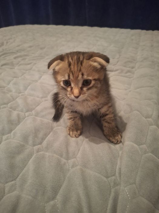 Продам маленький котенок