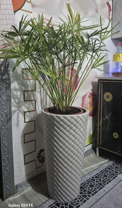 Циперус (Папирус) от 1500