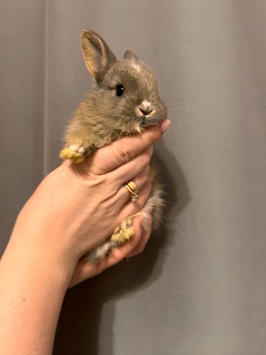 Продам декаративных кроликов