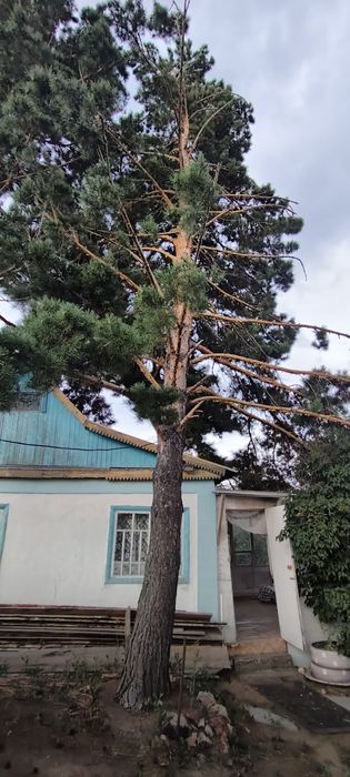Продам  Дачу СПП Металлург