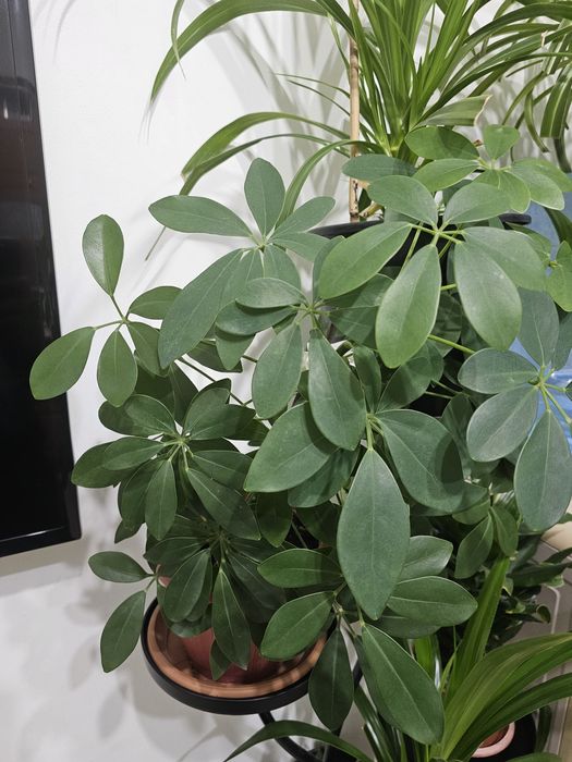 Продам комнатные цветы