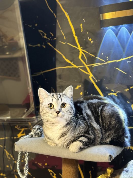 Кошка с катенком