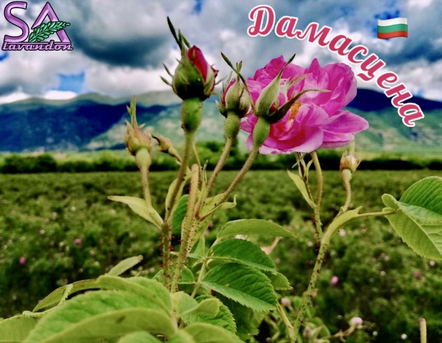 Маслодайна роза разсад – Дамасцена, Алба, Сентифолия, гол корен