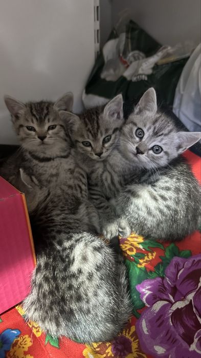 Котята бенгалки