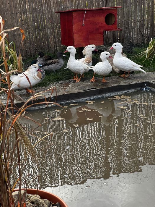 Perechi rațe exotice