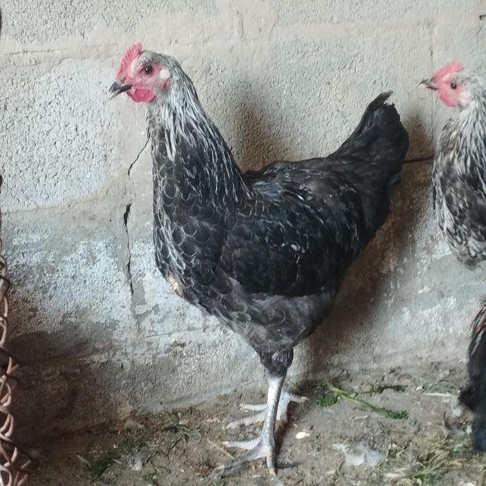 Продам куры домашние