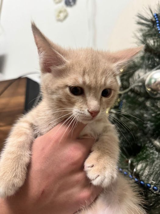 А!Прелестные котик!