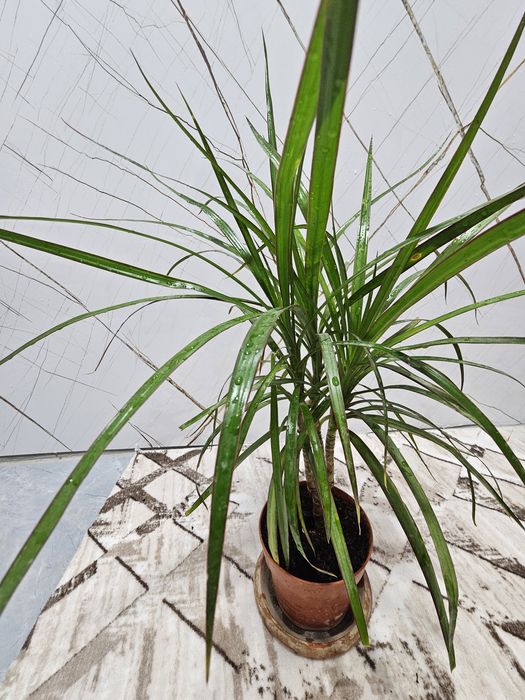 Продаю комнатные цветы.