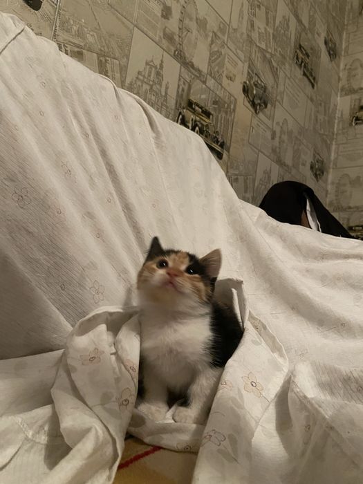 Трехцветный котенок