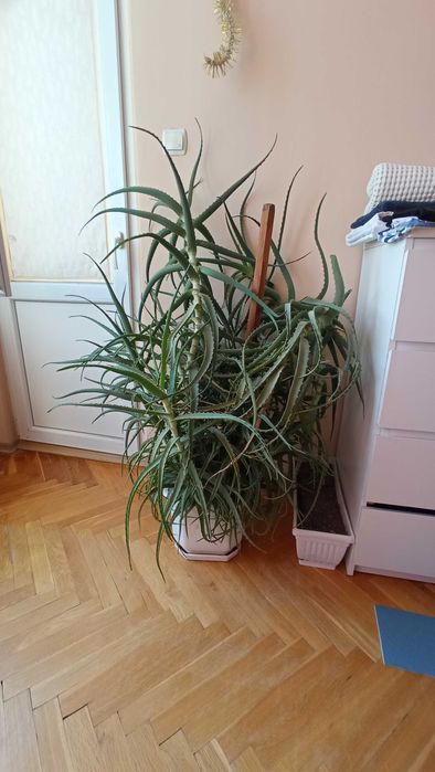 Алое вера цвете в саксия