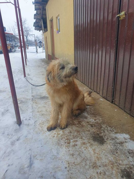 Donez cățel sterilizat