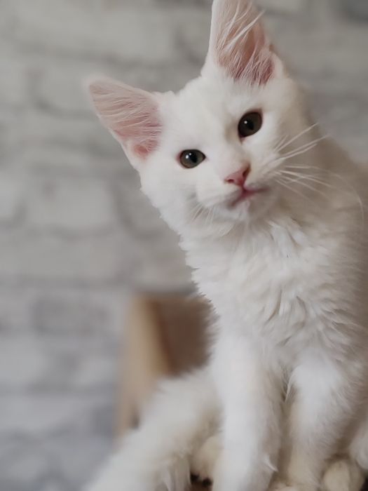 Мейн кун девочка 3 месяца.