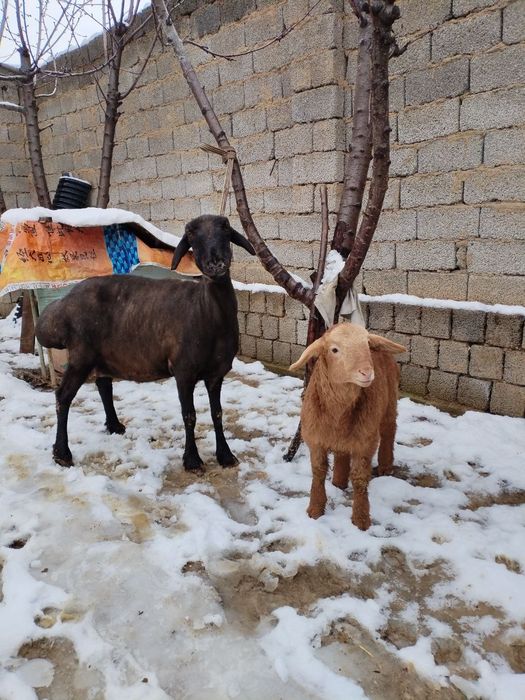 Ona bola qoy sotiladi bolasi arashan qochqor