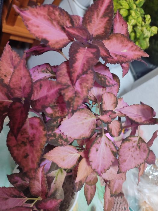 Цветы  комнатные