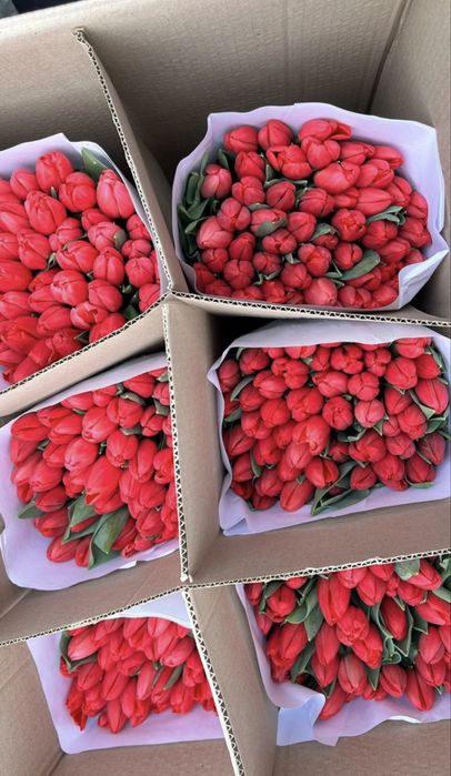 Тюльпаны Астана