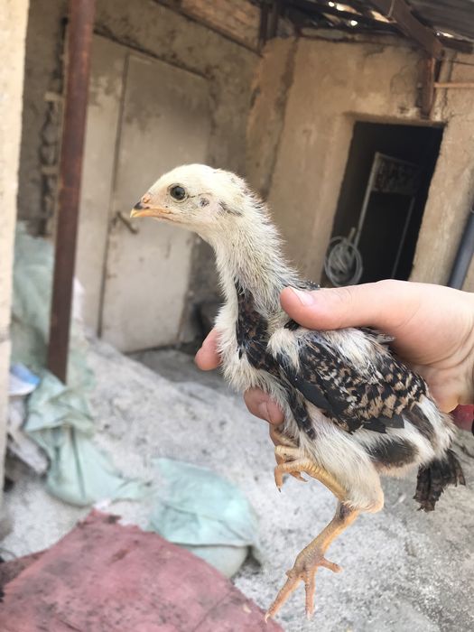 Iphone 11 garantiya 1 yil