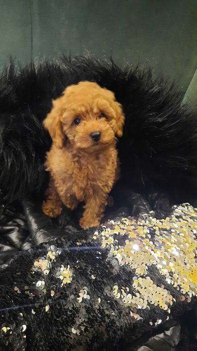 ПУДЕЛИ/Той пудел